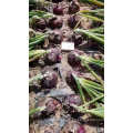 Fresh Organic Red Onion Organic Lowest Natural Price